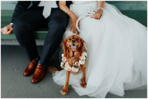 pnw dog floral collar skansonia seattle wedding